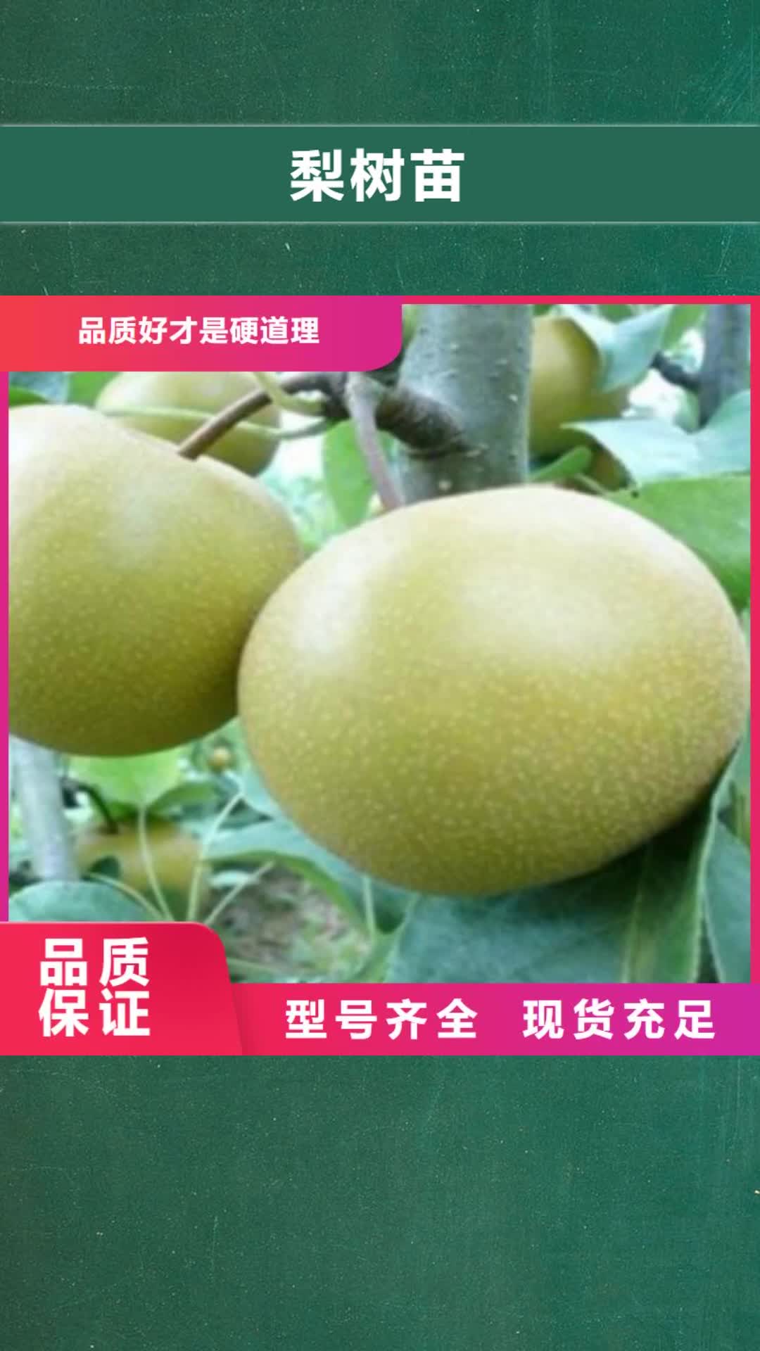 兰州 梨树苗-【蓝莓苗】精心选材