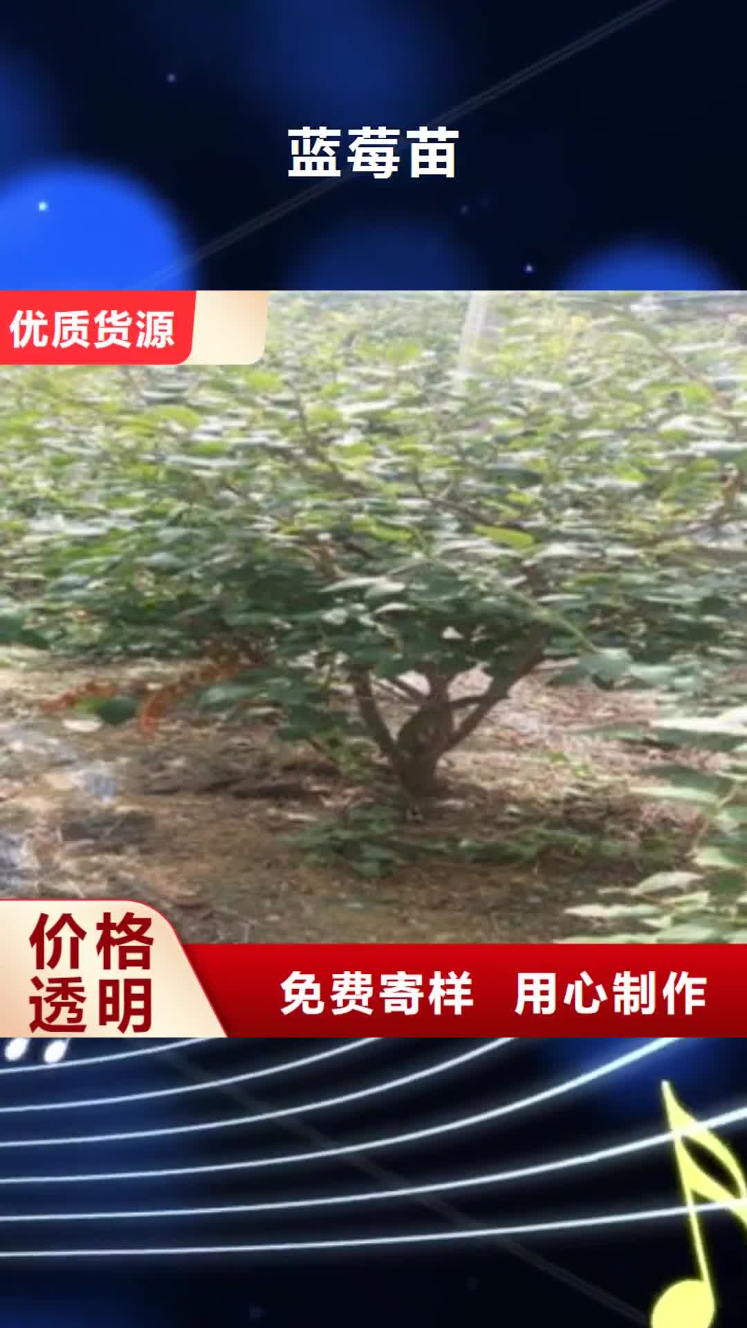 【长治 蓝莓苗源头厂家量大价优】