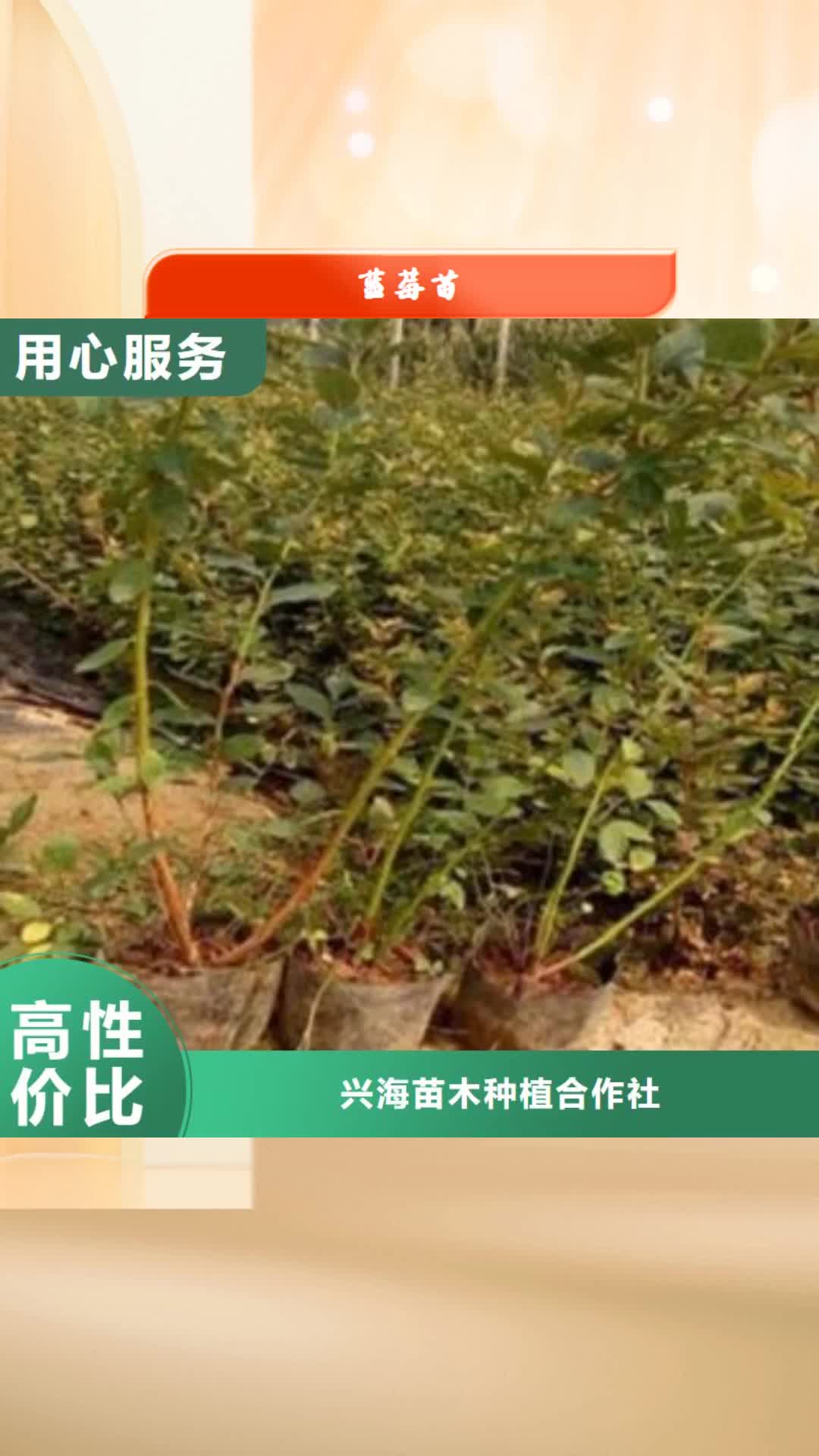 潮州 蓝莓苗 【梨树苗】厂家直销省心省钱