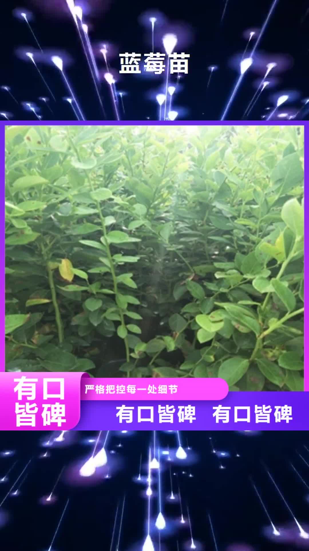 乌兰察布【蓝莓苗】-绿化树 绿化工程专业品质