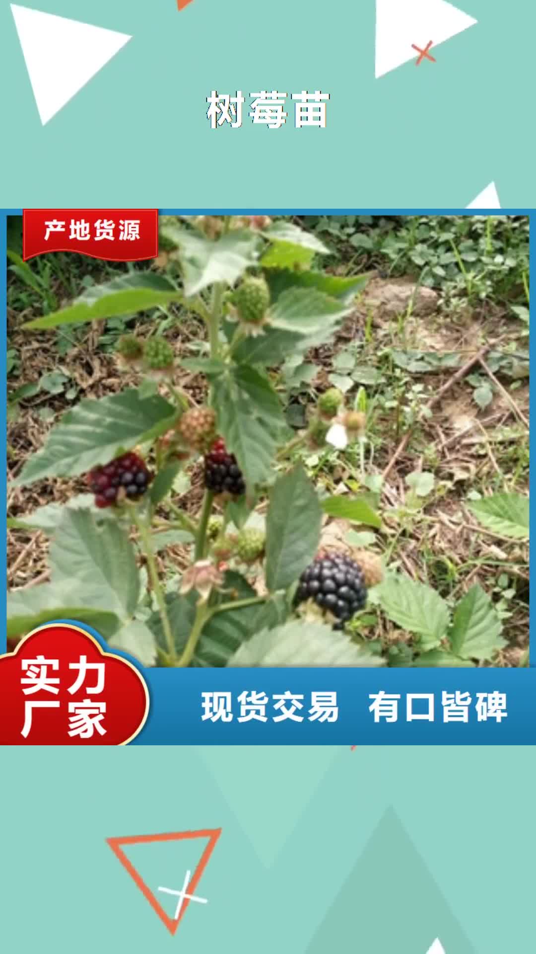 武汉【树莓苗】-占地果树设备齐全支持定制