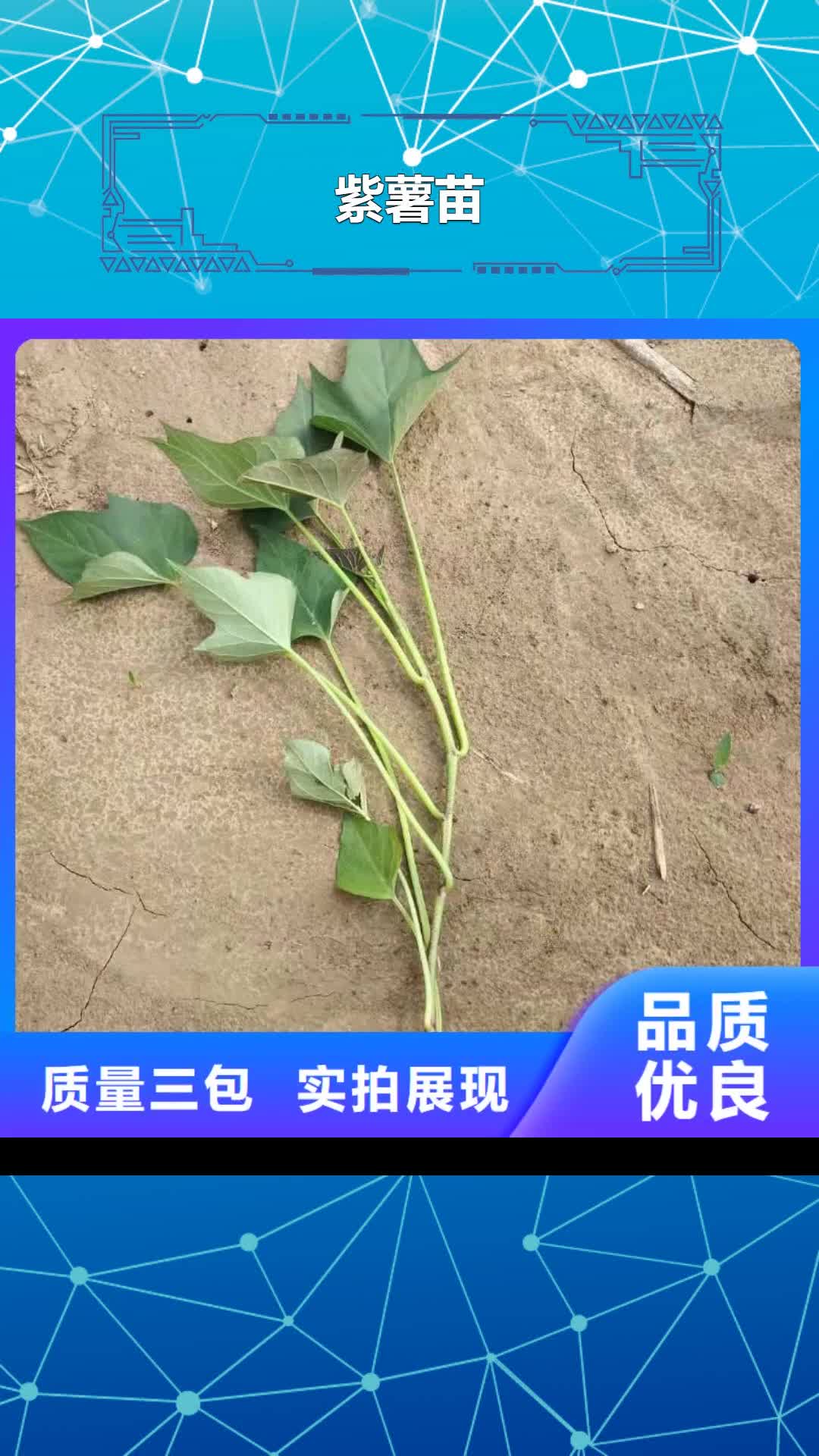 上饶紫薯苗紫薯丁厂家支持货到付清