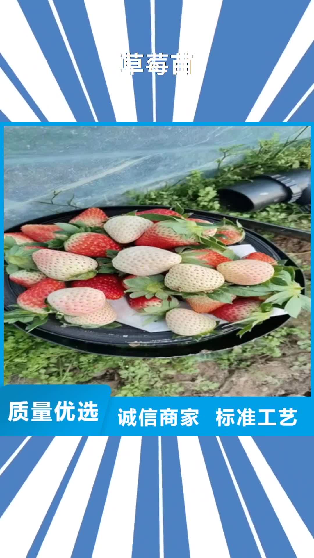 怒江【草莓苗】 苹果苗使用寿命长久