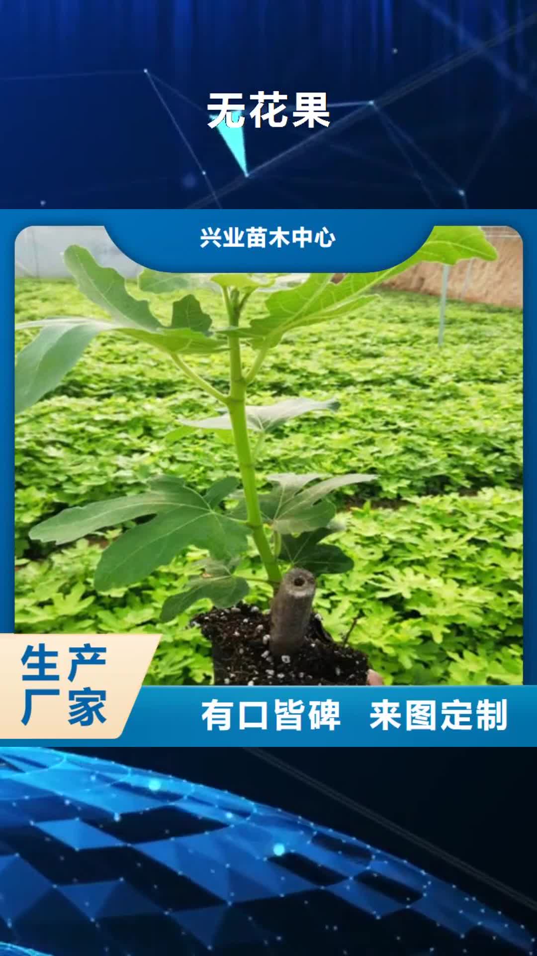 广州 无花果 【大棚草莓苗】当地货源