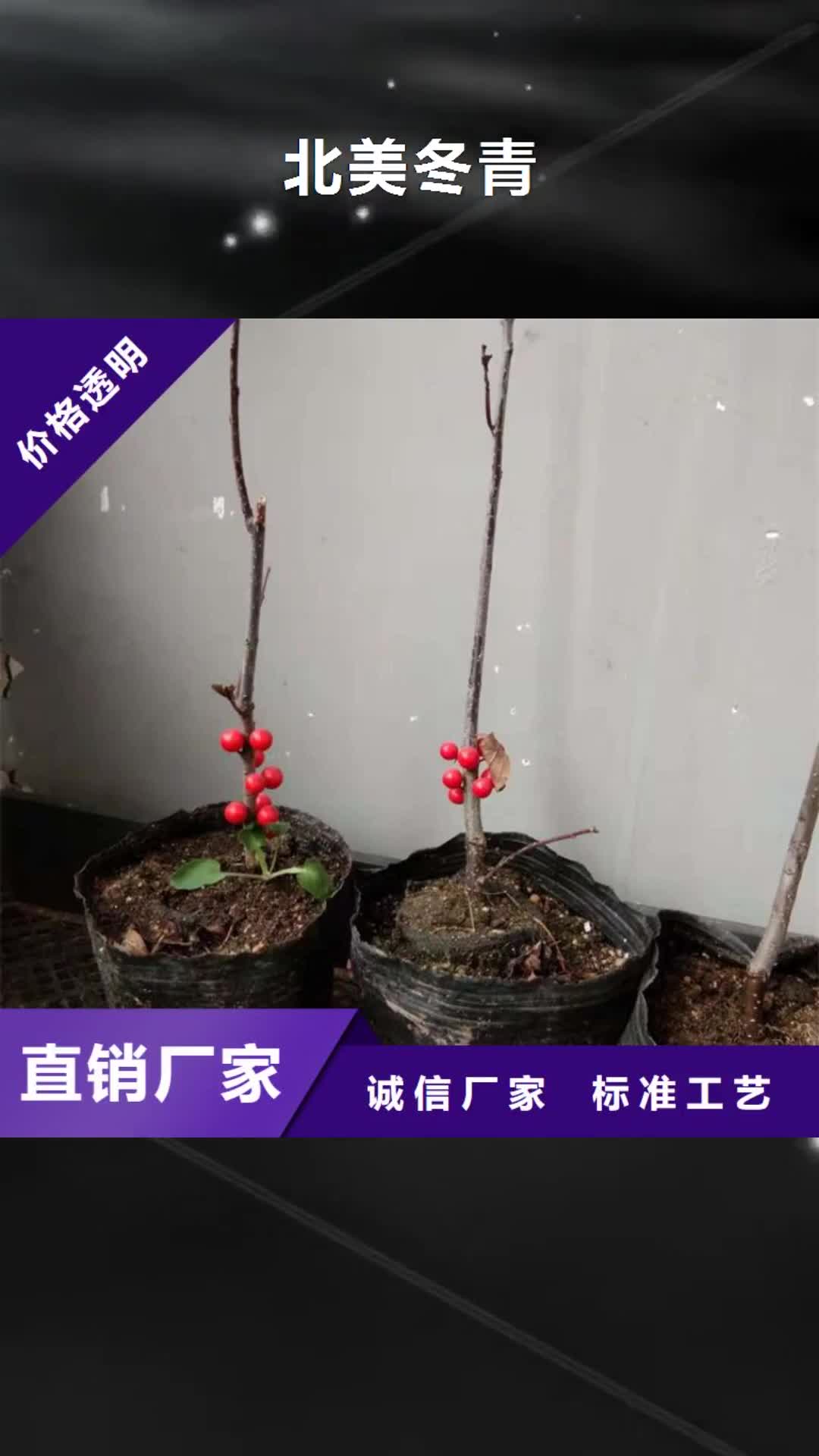 广东【北美冬青】,樱桃苗从厂家买售后有保障