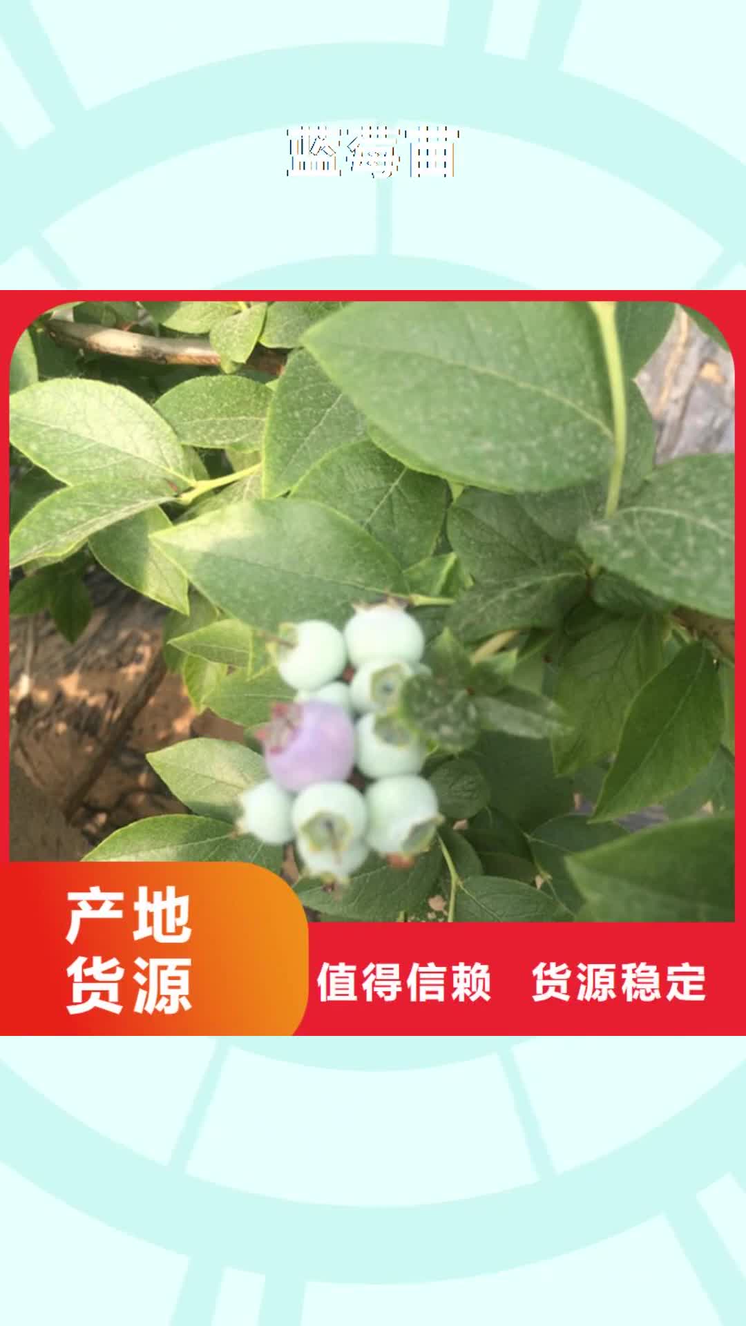 景德镇 蓝莓苗 【桃树苗】量少也做