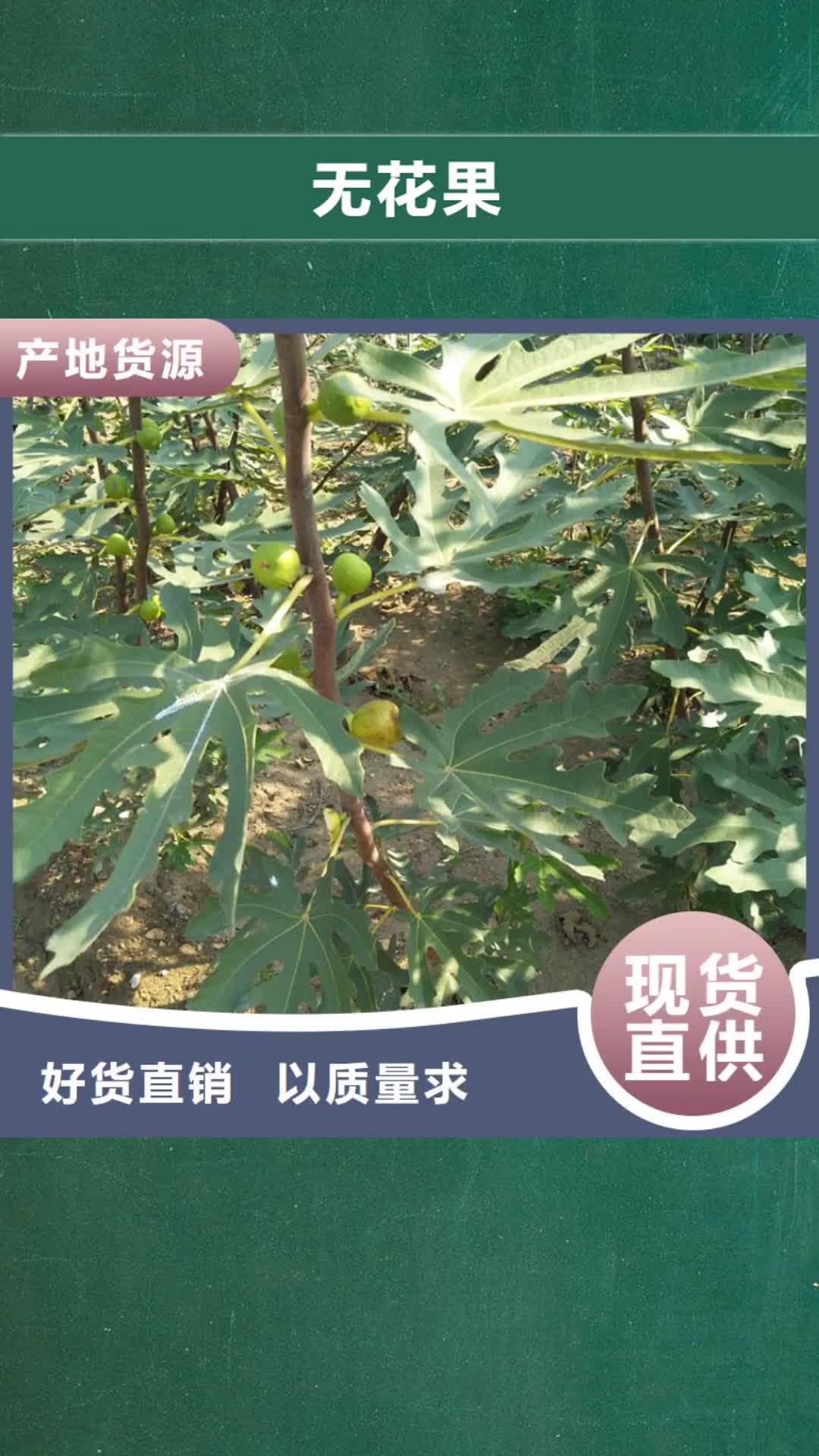 岳阳【无花果】,樱桃苗快捷的物流配送