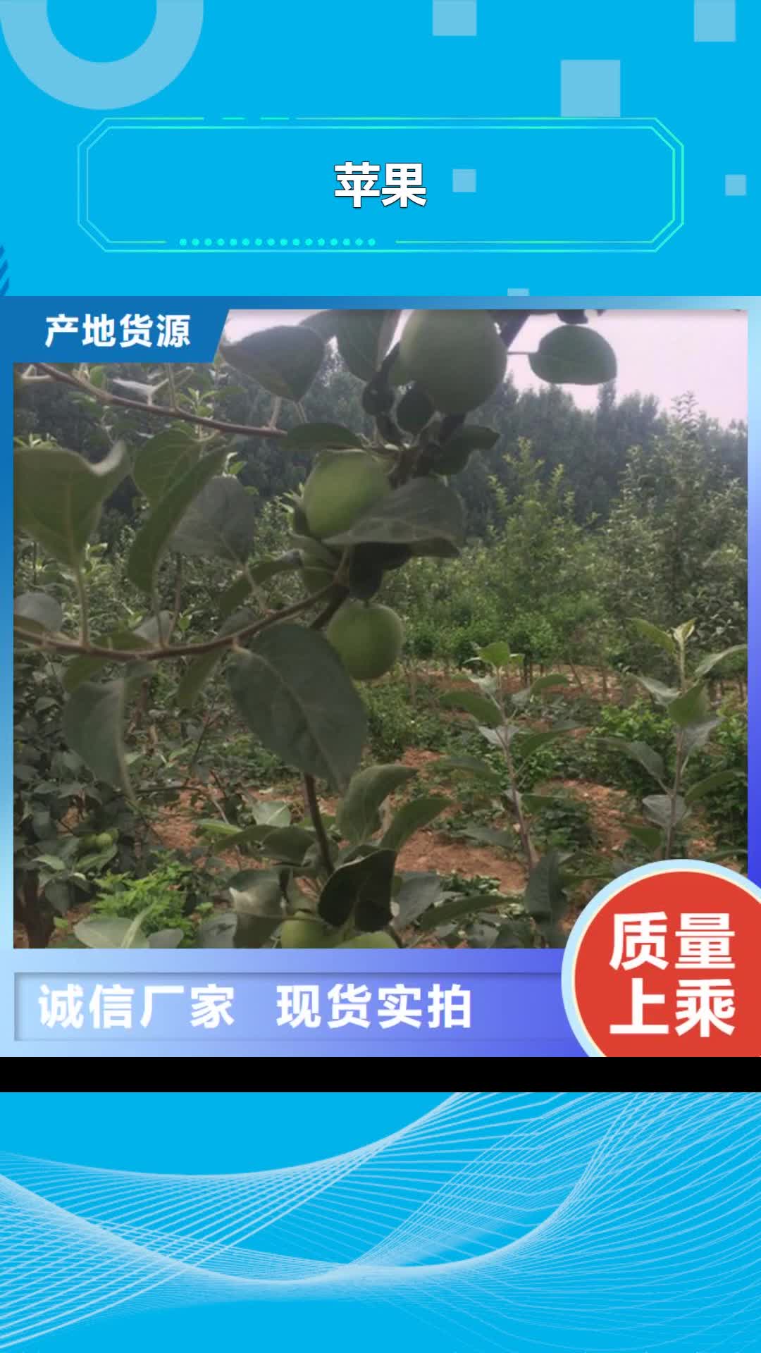 东营 苹果 【樱桃苗】对质量负责