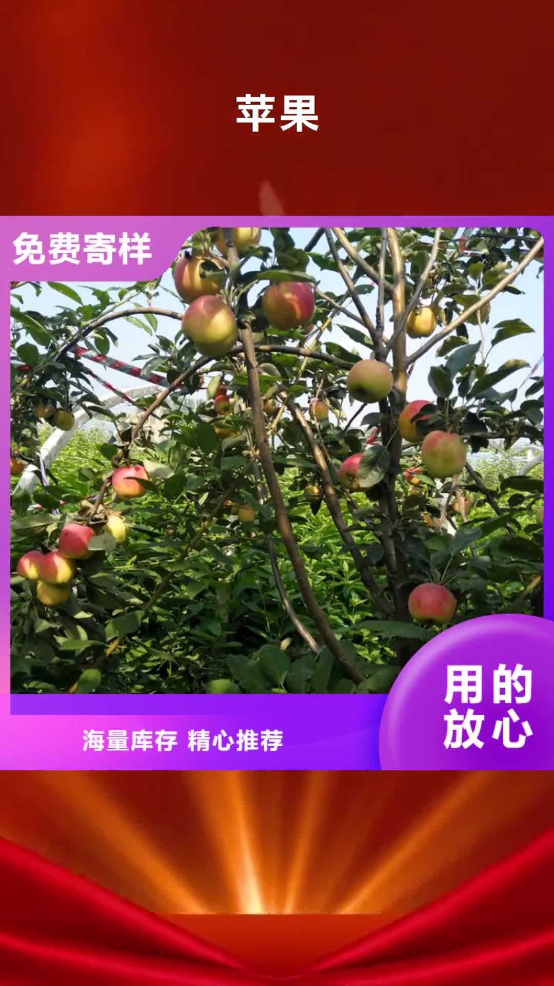 恩施【苹果】苹果苗货源足质量好