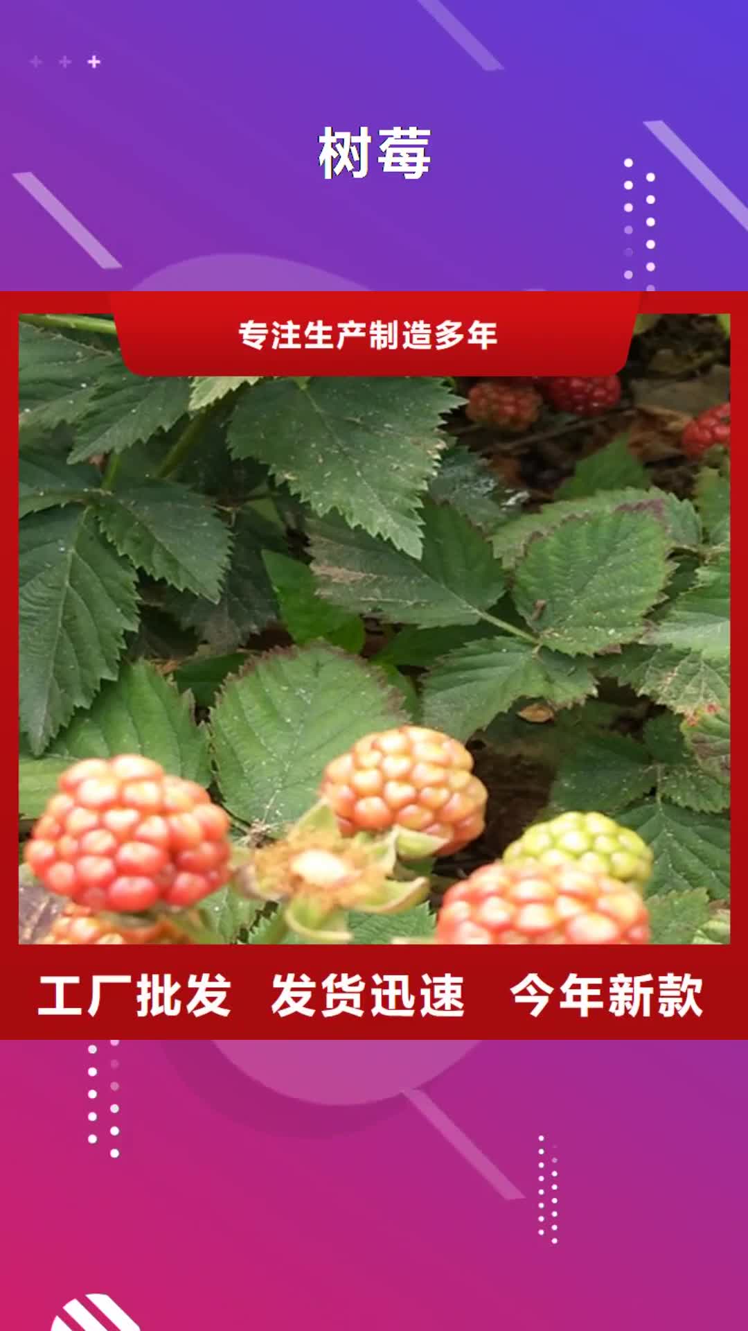 【林芝 树莓-桃树苗厂家拥有先进的设备】