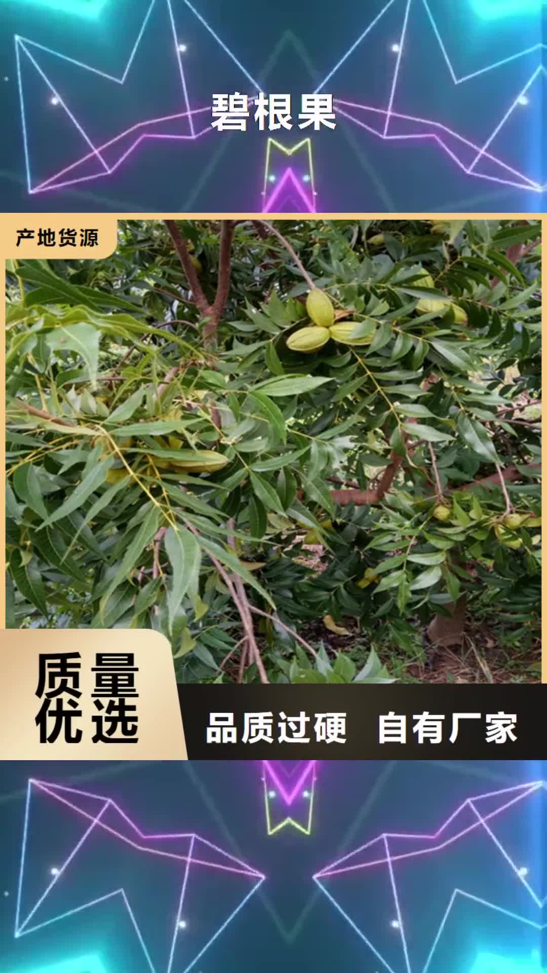 广西【碧根果】_樱桃苗现货采购