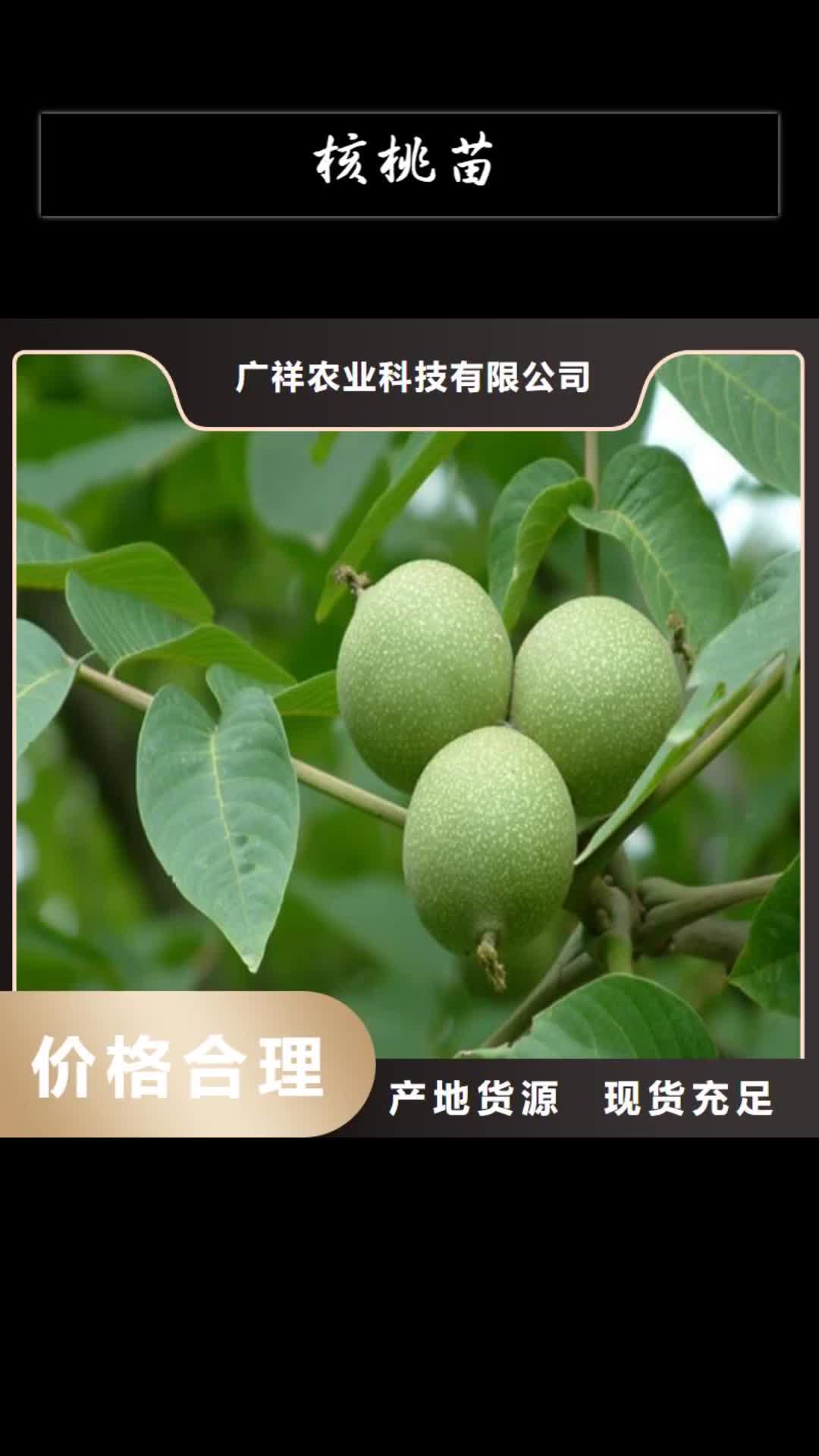 菏泽【核桃苗】 梨树苗基地现货实拍