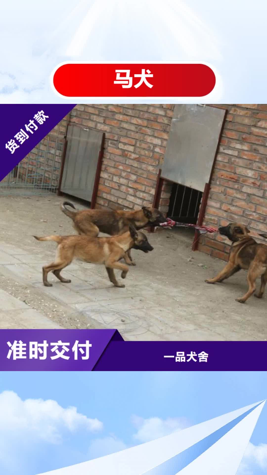 邵阳【马犬】_卡斯罗犬量少也做